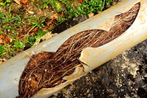 How can Root Intrusion impact your plumbing?